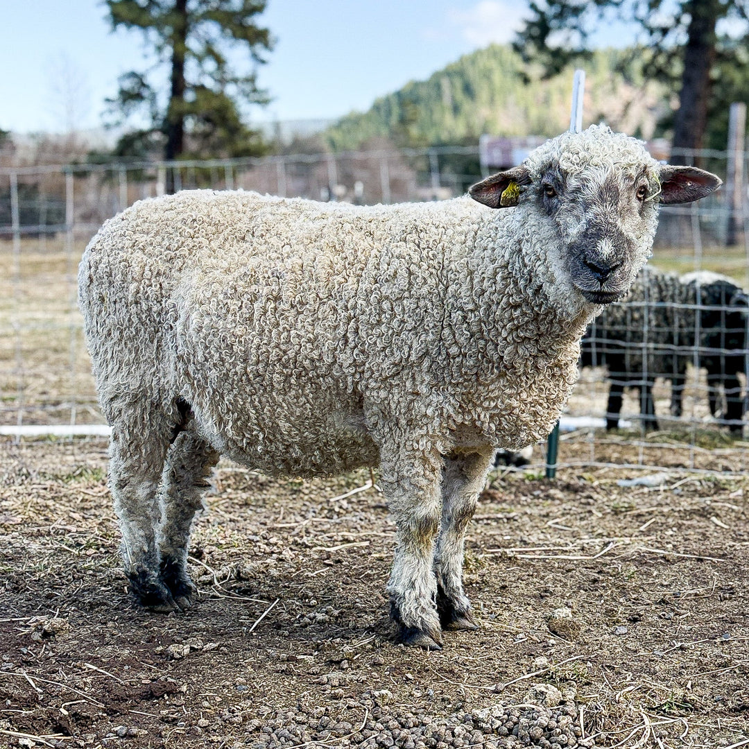 WRF VELDA | Proven F1 Ewe (50%) - Rancho Relaxo Farm