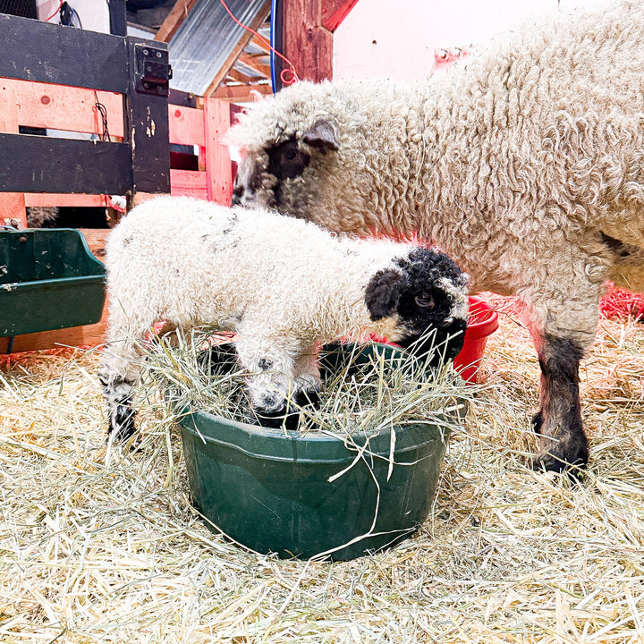 WRF VELDA | Proven F1 Ewe (50%) - Rancho Relaxo Farm