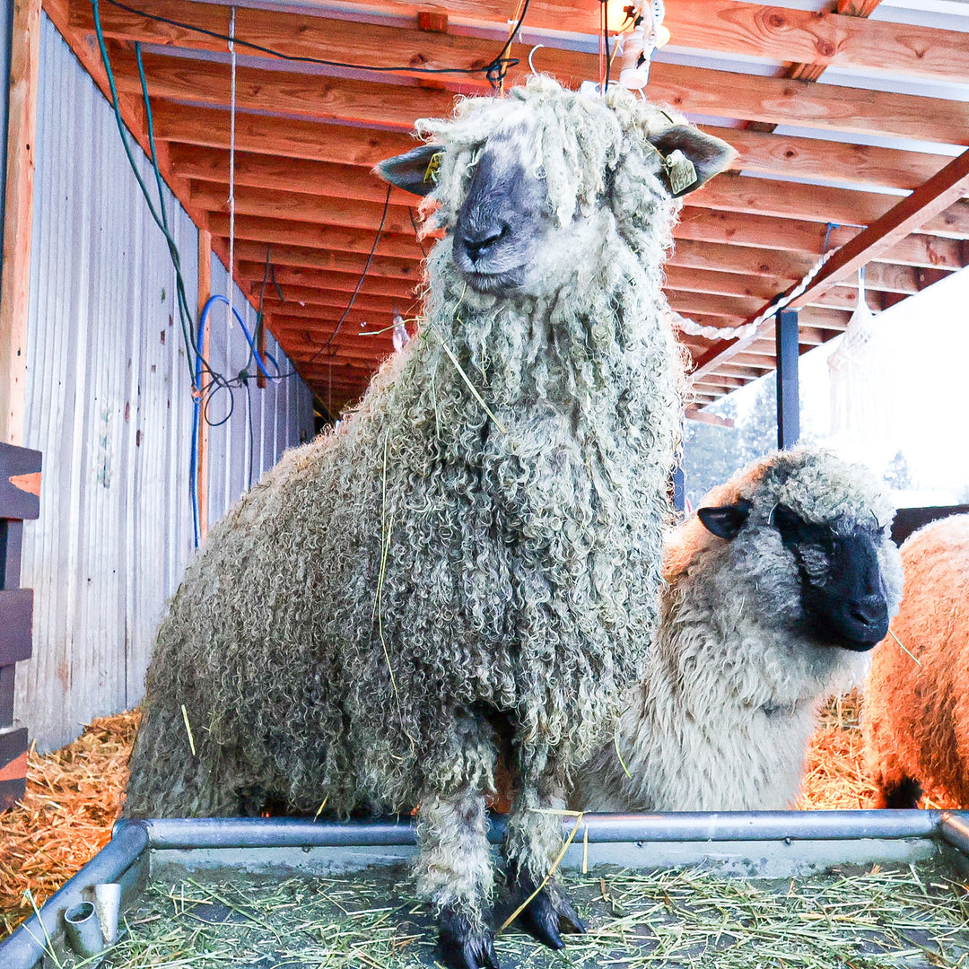 WRF WREN | Proven F1 Ewe (50%) - Rancho Relaxo Farm